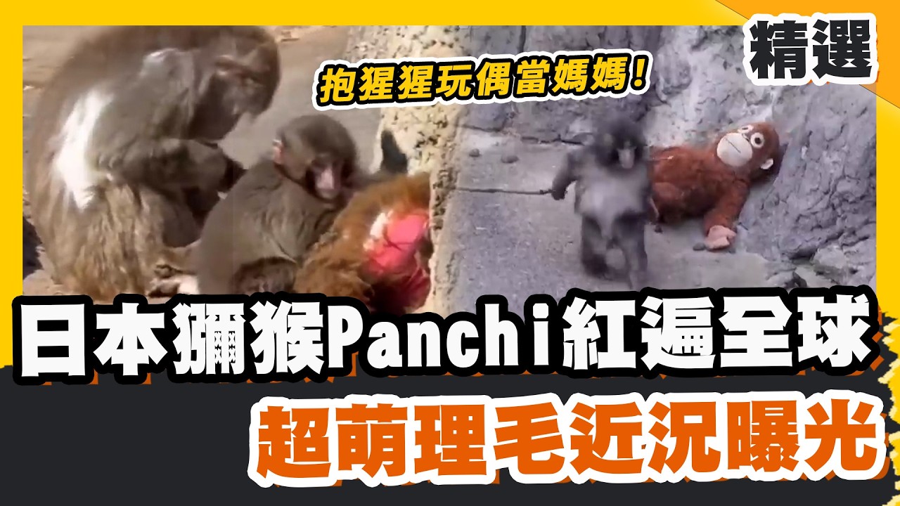 日本獼猴Panchi君紅遍全球 抱猩猩玩偶當媽媽！超萌理毛近況曝光【#優選話題】#日本 #獼猴 #玩偶