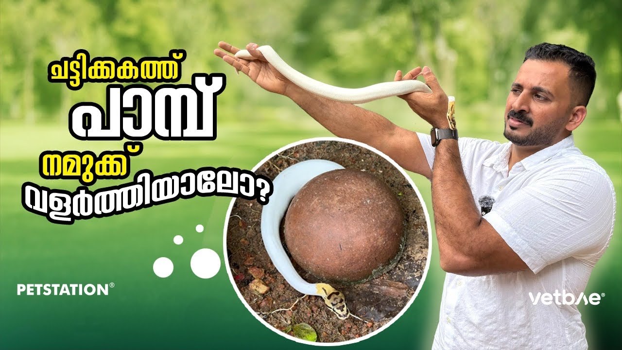 ചട്ടിക്കകത്ത്‌ വെള്ളപ്പാമ്പ്‌, നമുക്ക്‌ വളർത്തിയാലോ? Pied ball python 🐍