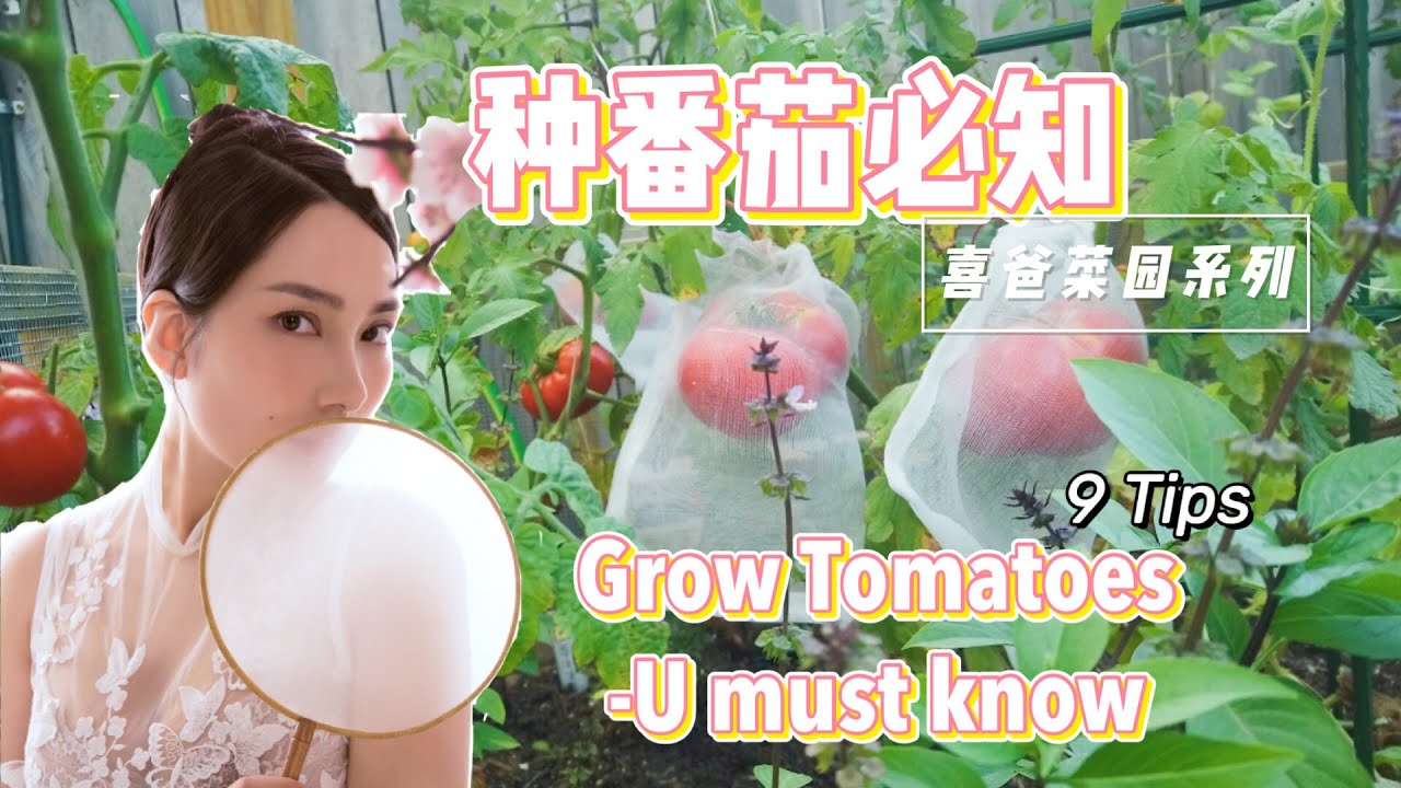 番茄家庭菜园种植Grow tomatoes.(9条必知)，喜爸的现代化方式种西红柿，省时省力，大丰收。 you must know，修剪？浇水？施肥？密度？光照？支架？等等问题