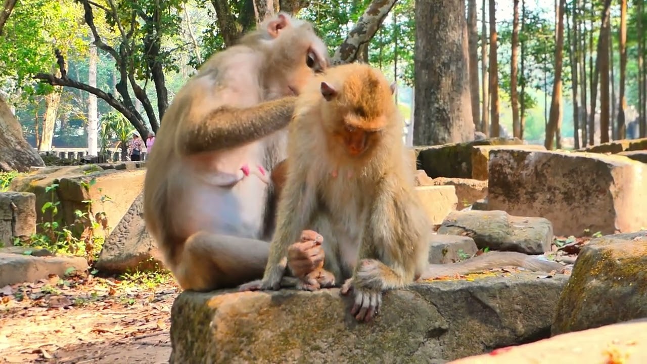 #monkeyrainbow #baila #monkeychallenge #cutemonkey #libby