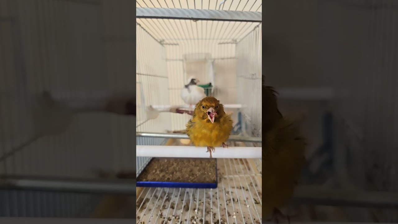 MelodyBirds World is live!