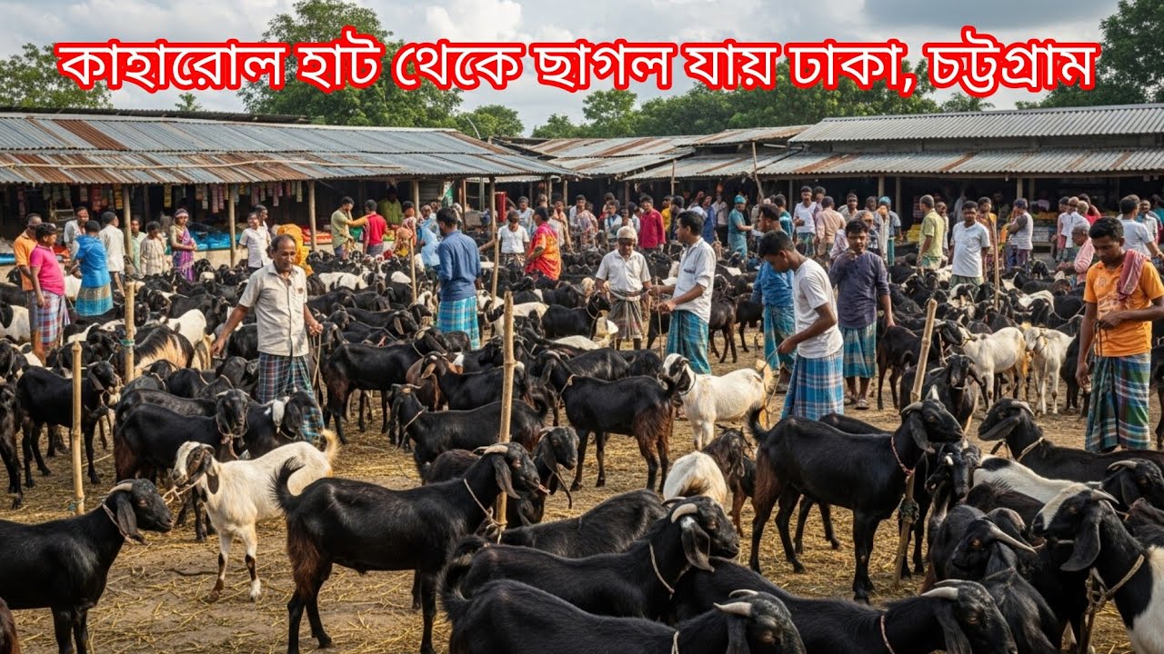  ছাগলের দাম জানুন! ছাগলের হাট কাহারোল  দিনাজপুর পর্ব ☞১৩