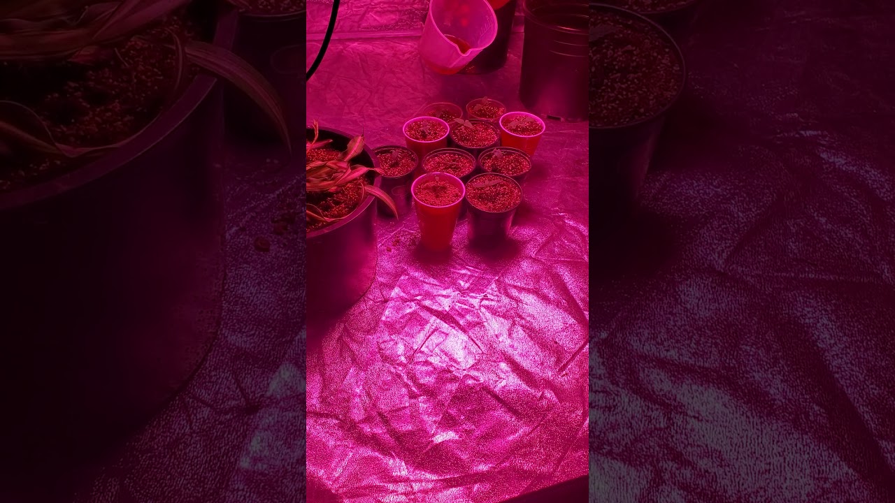 Season 1 Episode 1- First indoor grow in a 5x10 grow tent.