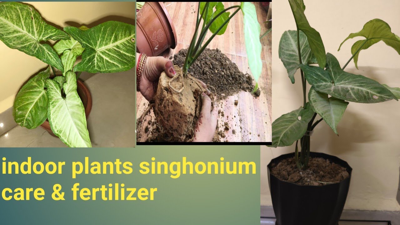 Singhonium plants outdoor or indoor / syngonium plant reporting and care & fertilizer.