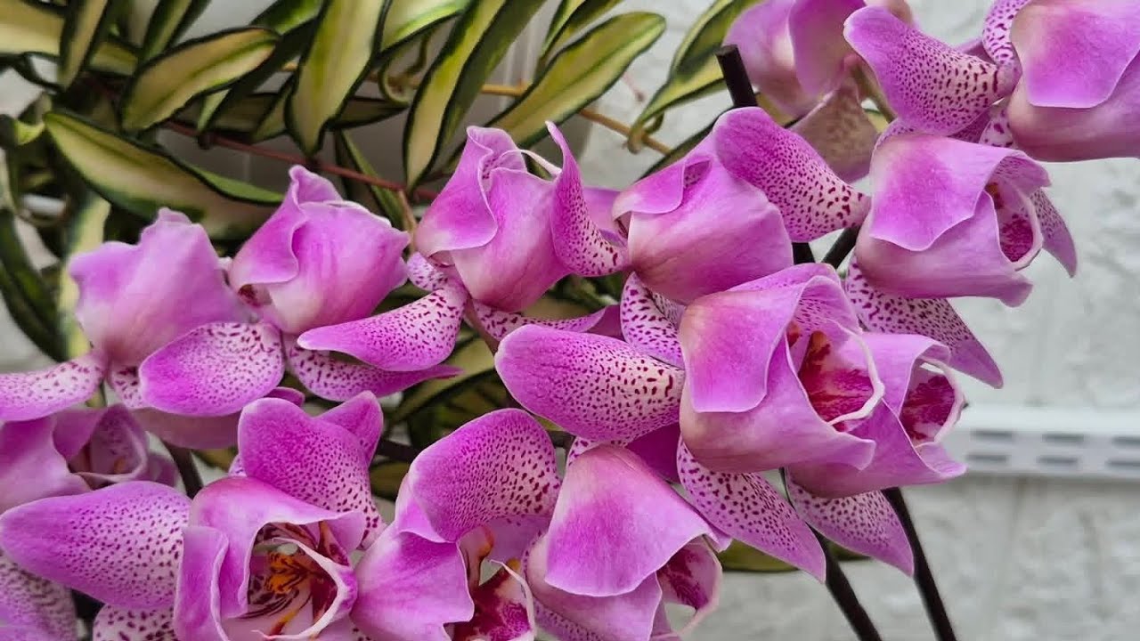 Квітування орхідей💛💜🌿#фаленопсиси#пелори#метелики#orchids