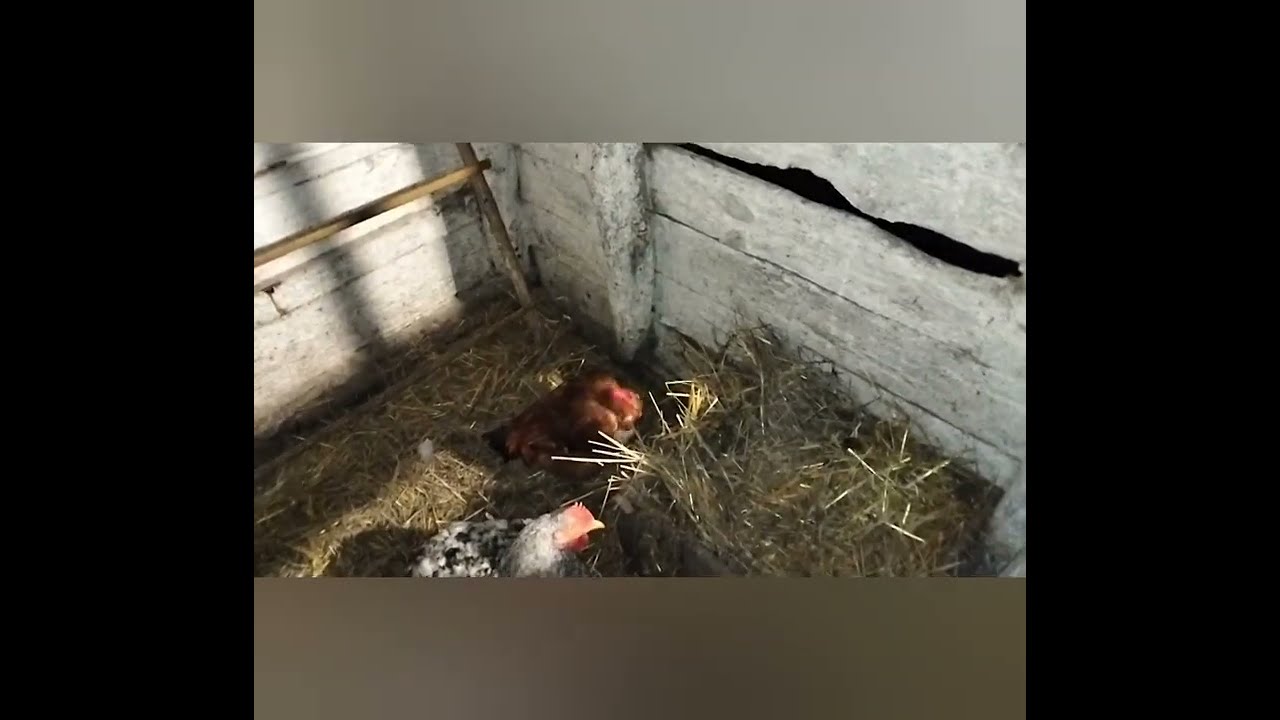 Вперше знесли яйця! Прибирання у курчат#chicken #кури #farming 