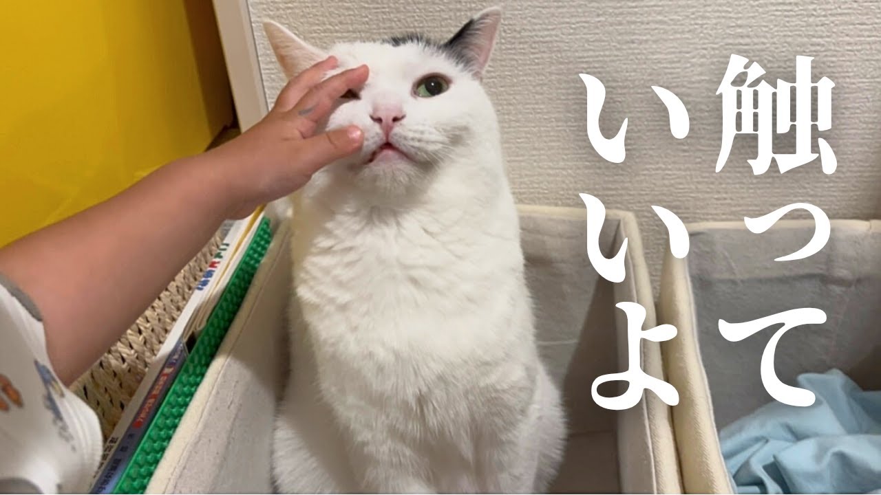 猫を触りたい弟に応えてくれる猫