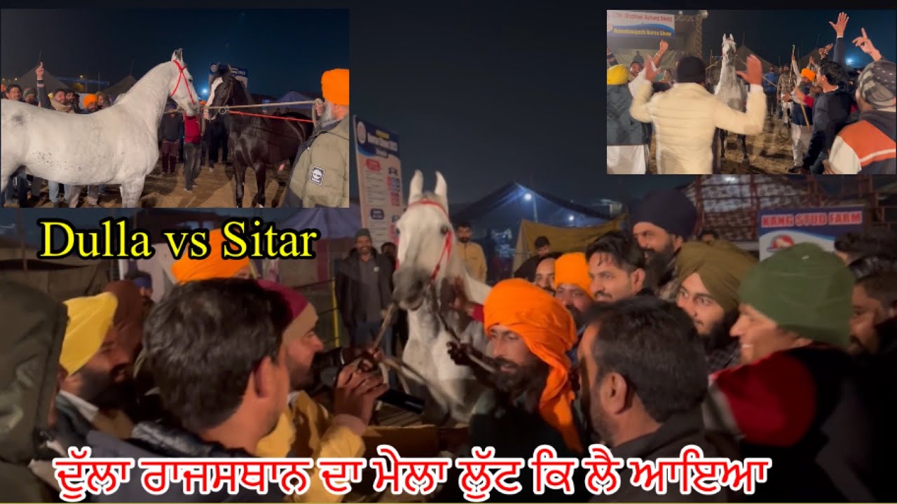 Hanumangarh horse show 2023/ show winner Dulla majuke blood line #beanttulewal #horselover
