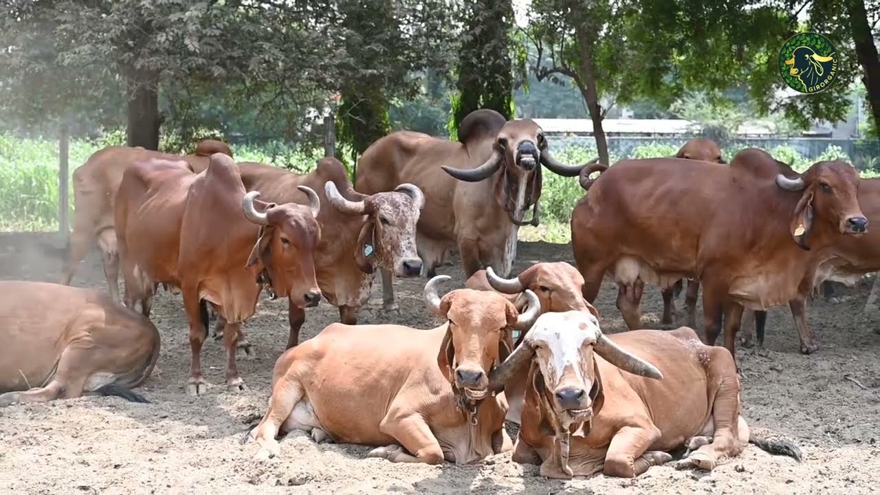 A2 Gir Cow Milk, the age-old energy drink