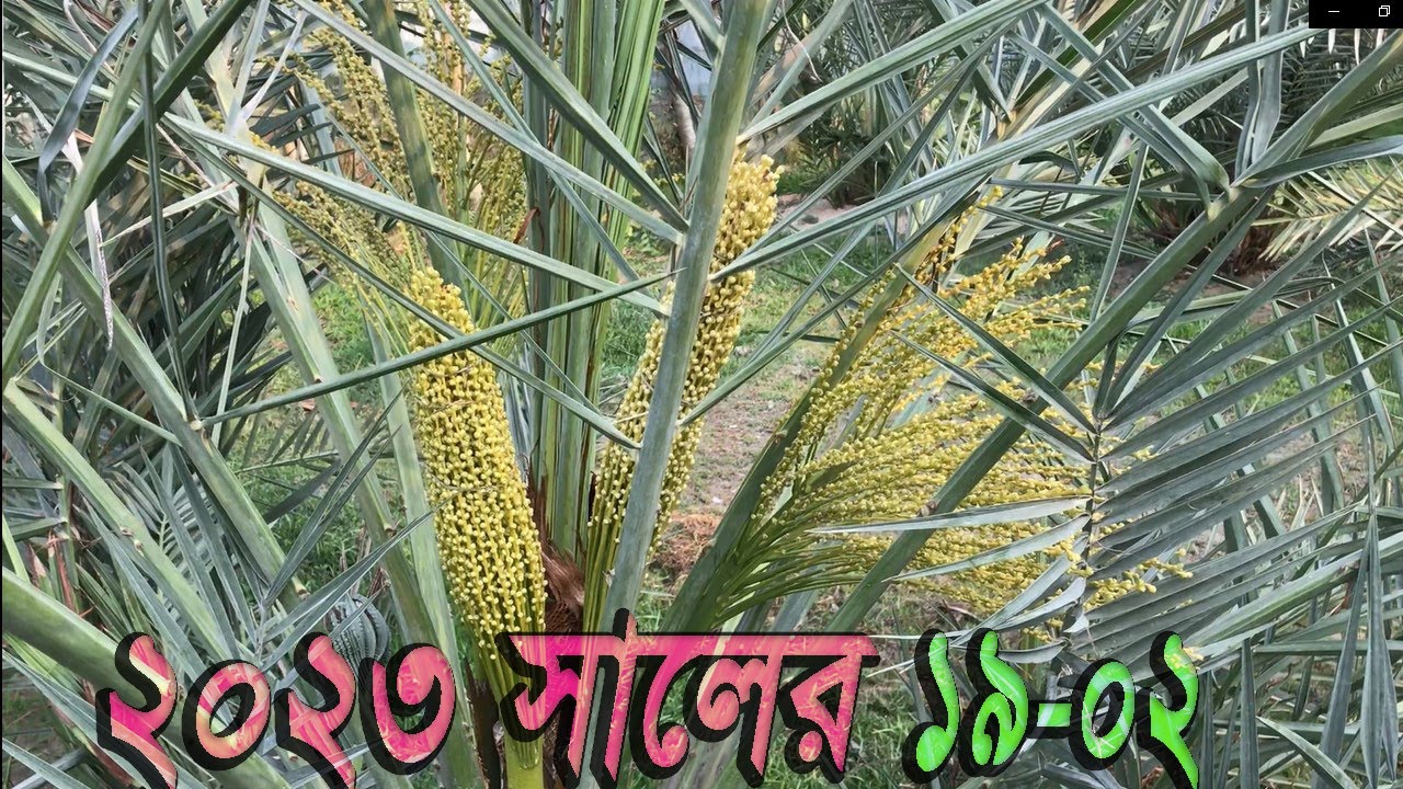 ২০২৩ সালের ১৯-০২ বাগানের বর্তমান অবস্হা।(09_18-2-2023)