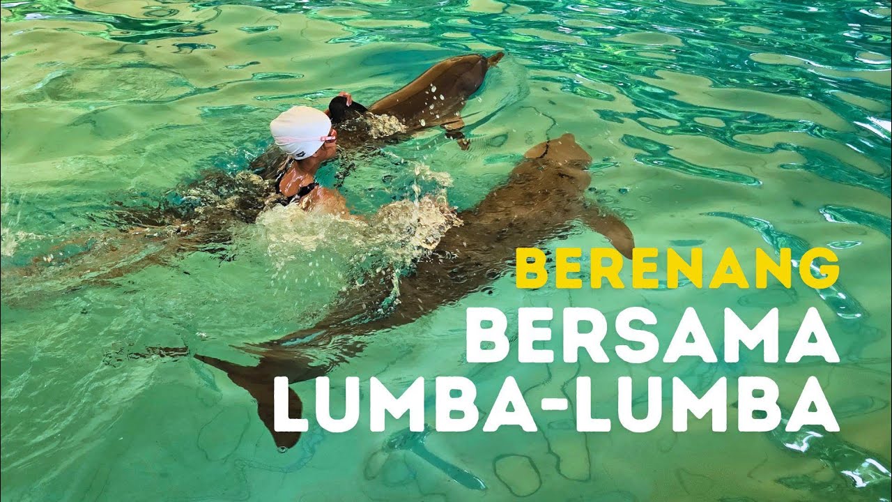 Berenang Bersama Lumba Lumba di Ocean Dream Samudra Ancol 2025