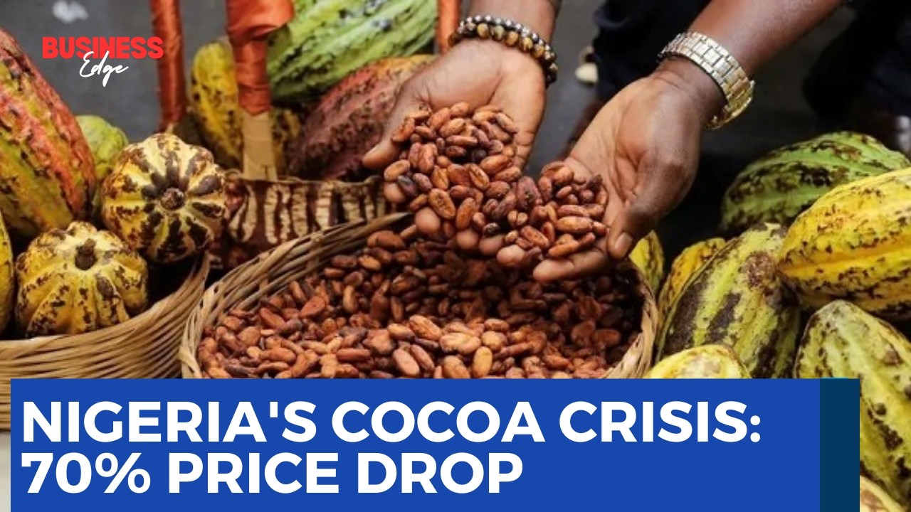 Nigeria’s Cocoa Farmers Face Financial Crisis as Prices Plunge 70%