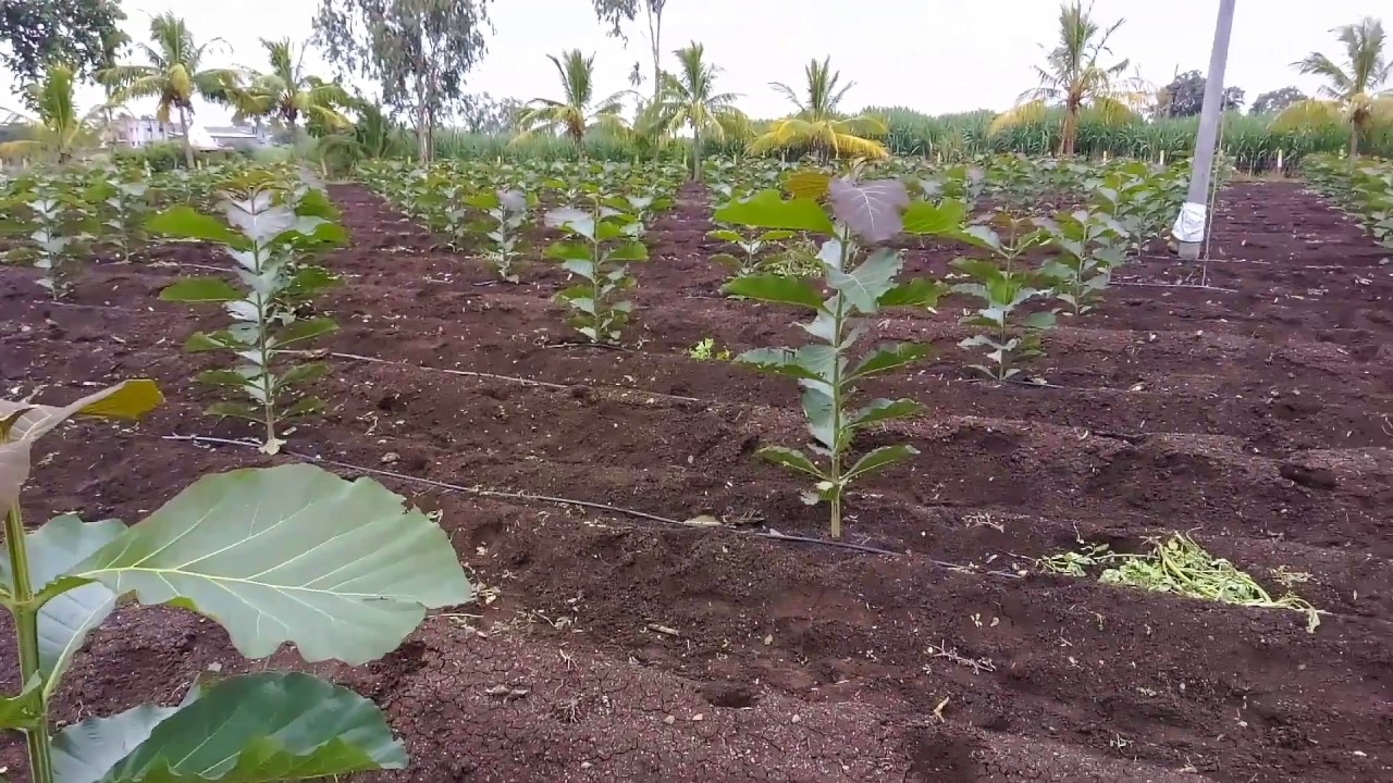 Hindustan BioPlants : 9156999234 Tissue Culture Teak - BURMA TEAK PLANTATIONS
