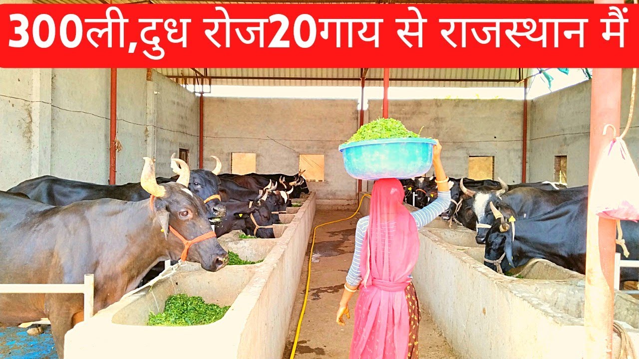 36लाख साल का 300ली,दुध रोज राजस्थान के युवा#dairyfarminginrajsthan#dairyfarm#