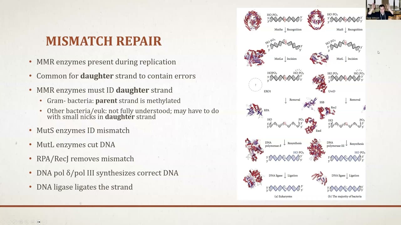 DNA Mutations and Repair Mechanisms