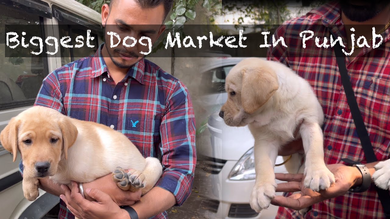 Biggest Dog Market In Punjab 😎😎❤️😎