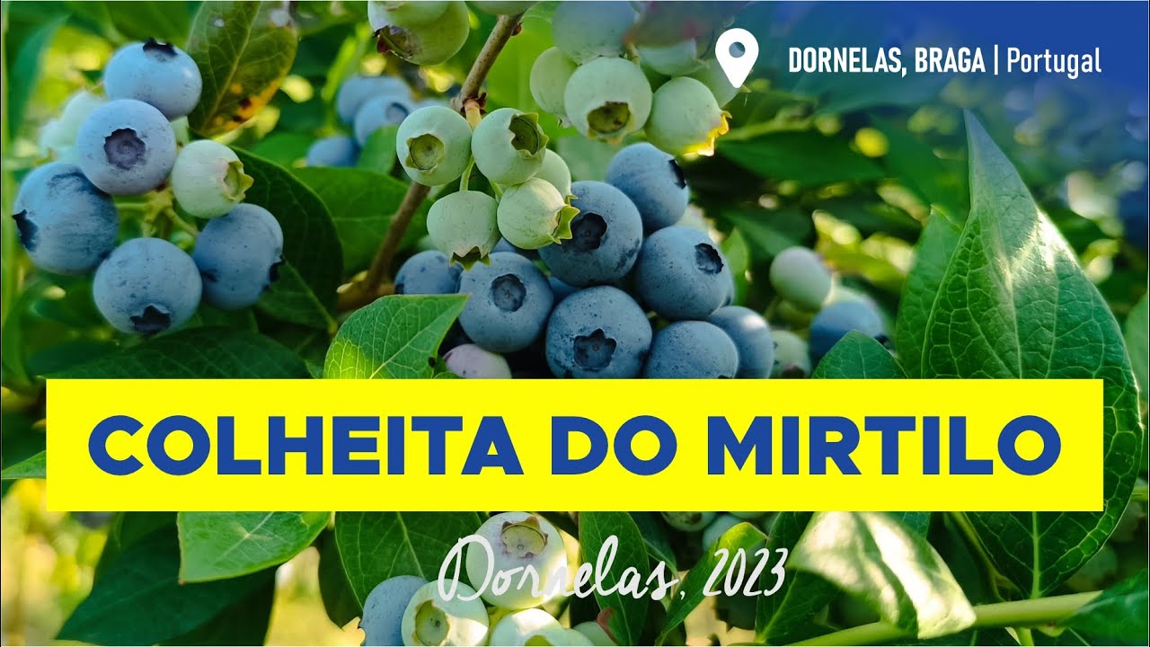COLHEITA DO MIRTILO - MINHA PRIMEIRA EXPERIÊNCIA EM PORTUGAL