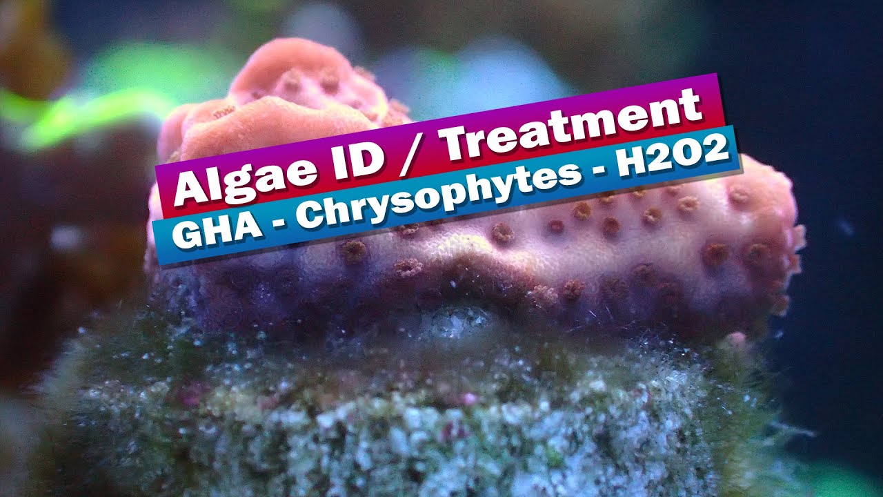 Algae ID - погружения в H2O2 Chrysophytes GHA, микроскопы и многое другое!