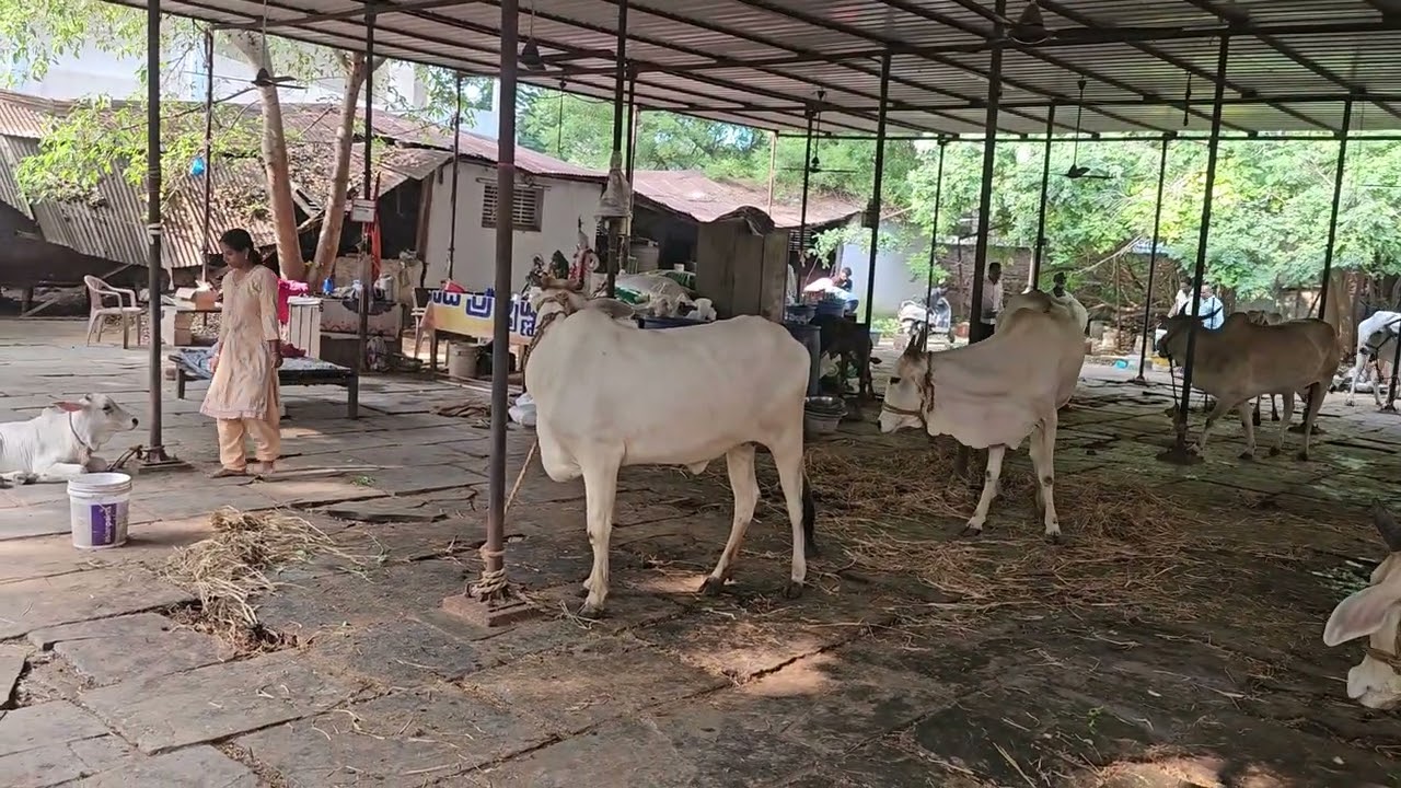 కె రవీంద్రరెడ్డిగారు ఇఇ గోమాతులకు గుంటూరులో 5116)_ గడ్డికి యిచ్చి నారు