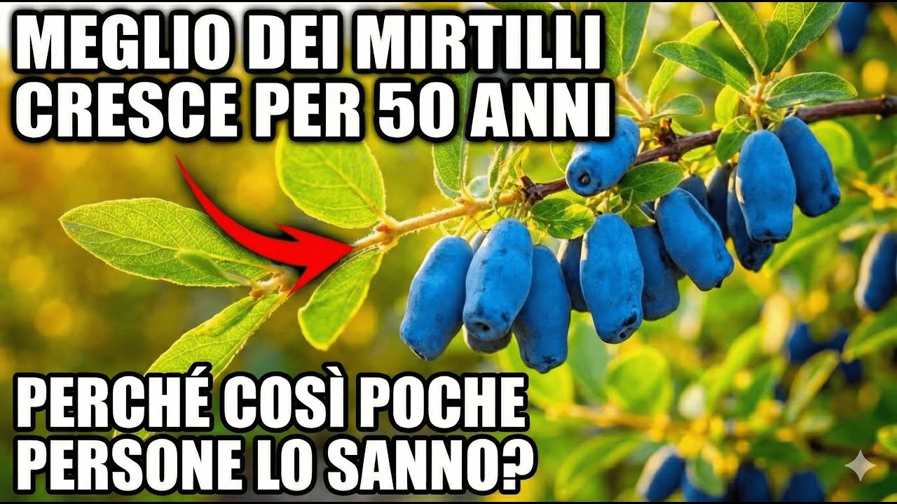 Più Nutriente Di Mirtilli e Arance Insieme — Produce Per 50 Anni e Nessuno La Conosce!