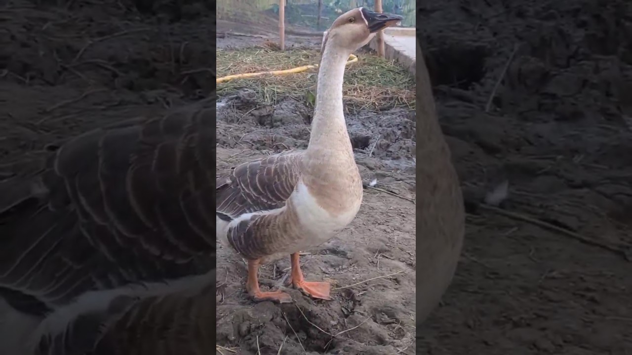 Beautiful Goose Close Up 🪶 Funny Goose Sound | Cute Bird Shorts #Shorts #GooseVideo #goose #pets