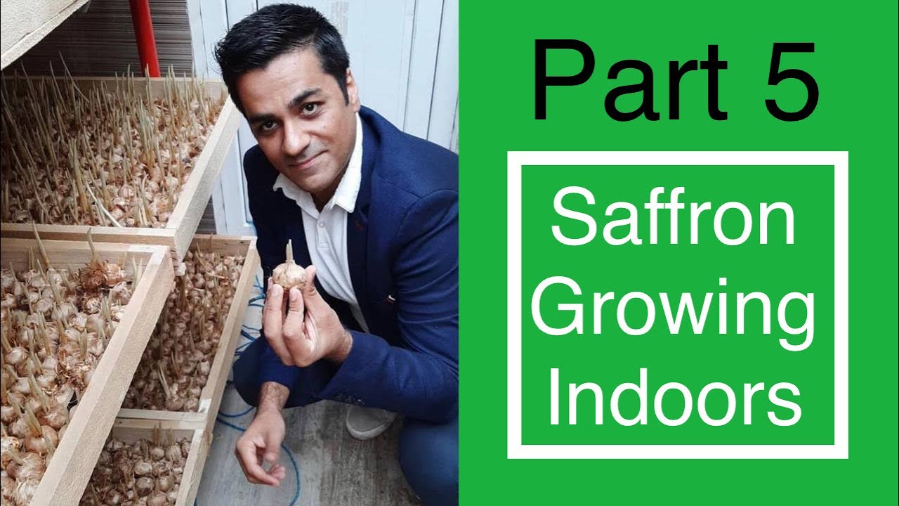 How to purchase saffron bulb