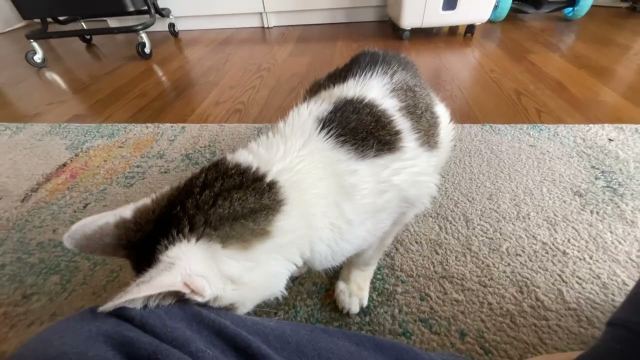 Nuby Nudging My Knee