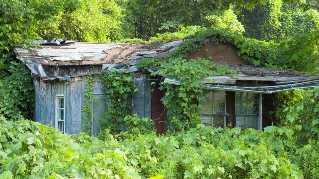 An Overgrown Yard, A Forgotten House — One Man Didn’t Look Away