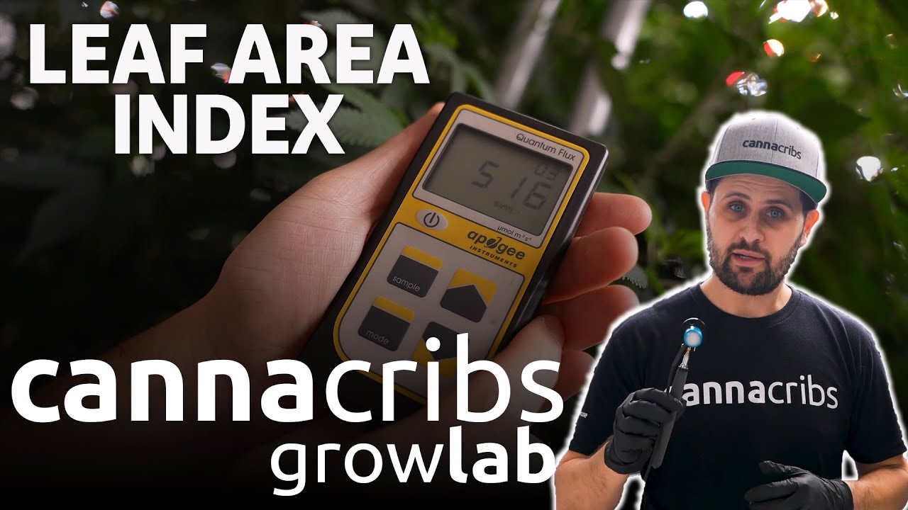 Increase Your Cannabis Yield with Leaf Area Index (LAI)