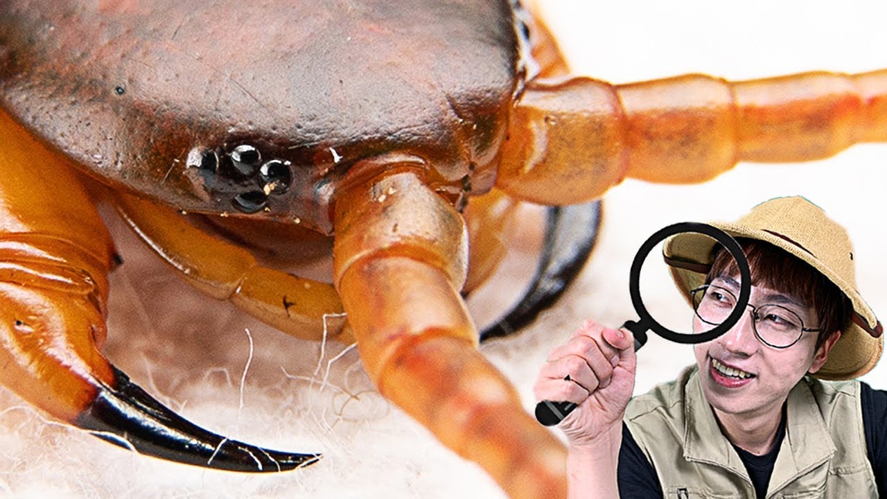 왕지네 독침 1000배 확대! 눈은 8개?