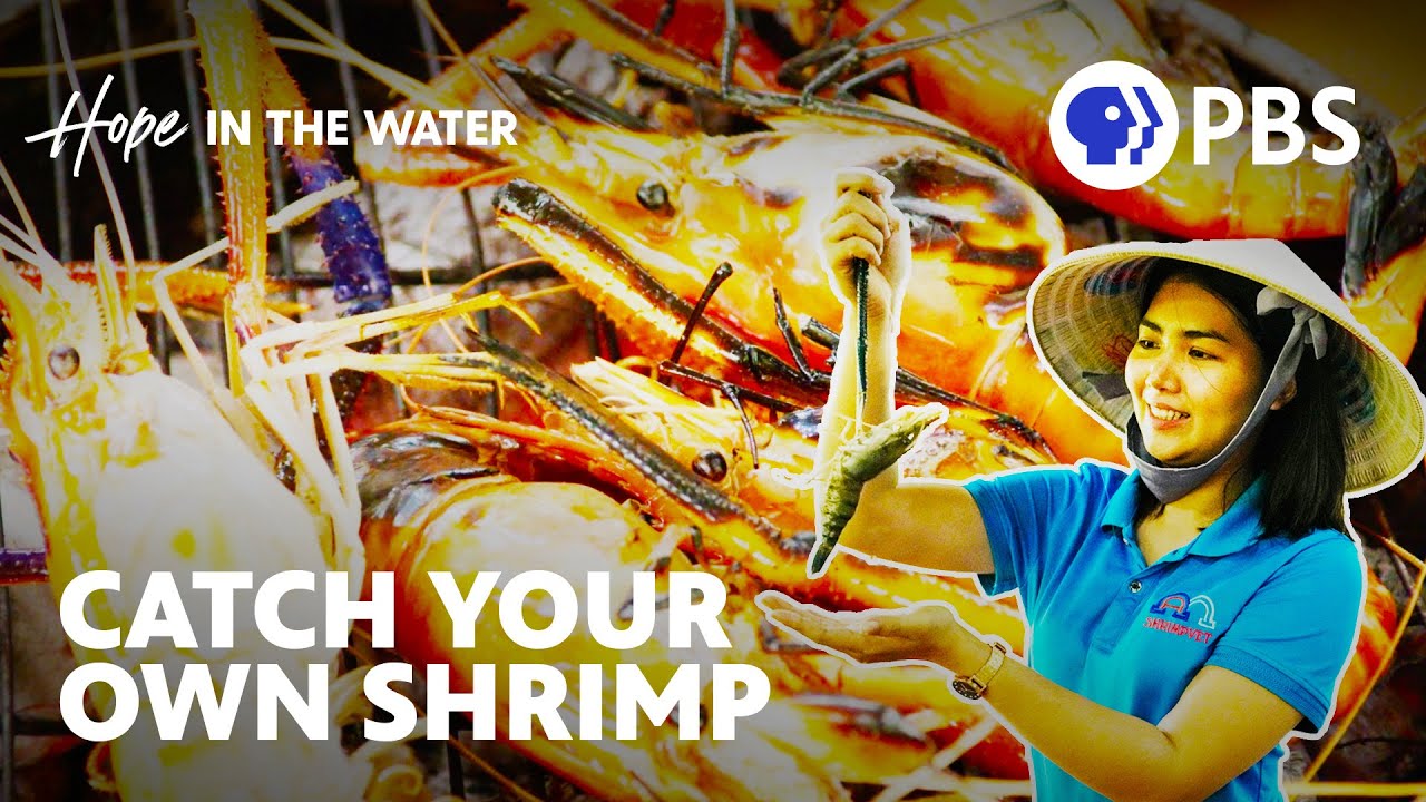 Can Shrimp Farming be Made Healthier and Sustainable? | Hope in the Water