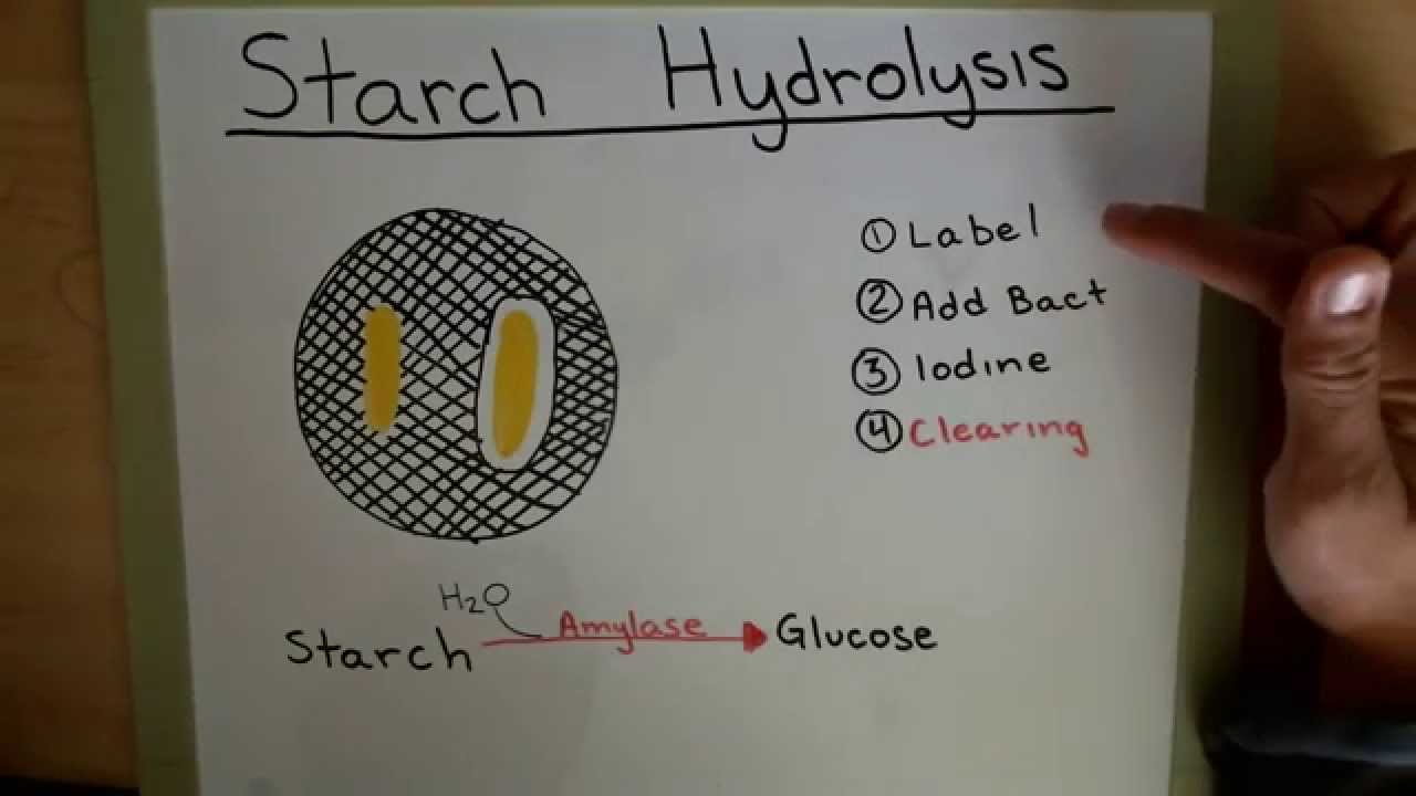Starch Hydrolysis |  Casein Hydrolysis | Lipid  Hydrolysis