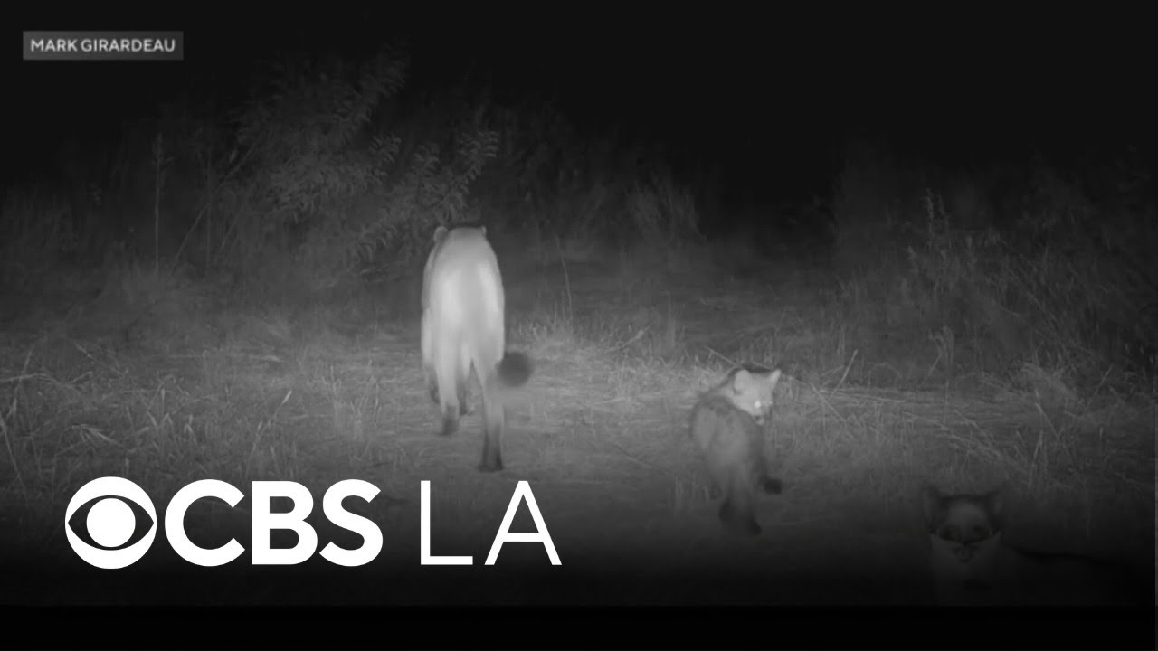 Mountain lions granted new habitat protections by California wildlife officials