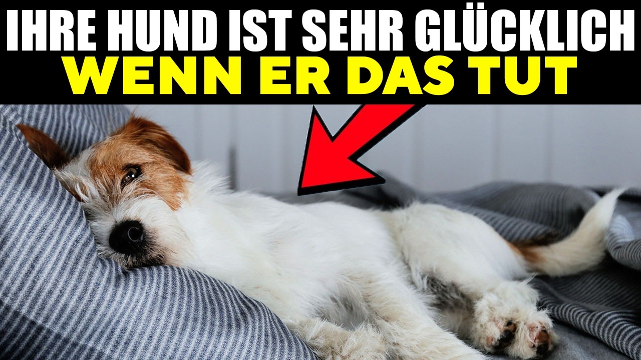 15 Anzeichen dafür, dass dein Hund ÜBERGLÜCKLICH ist!