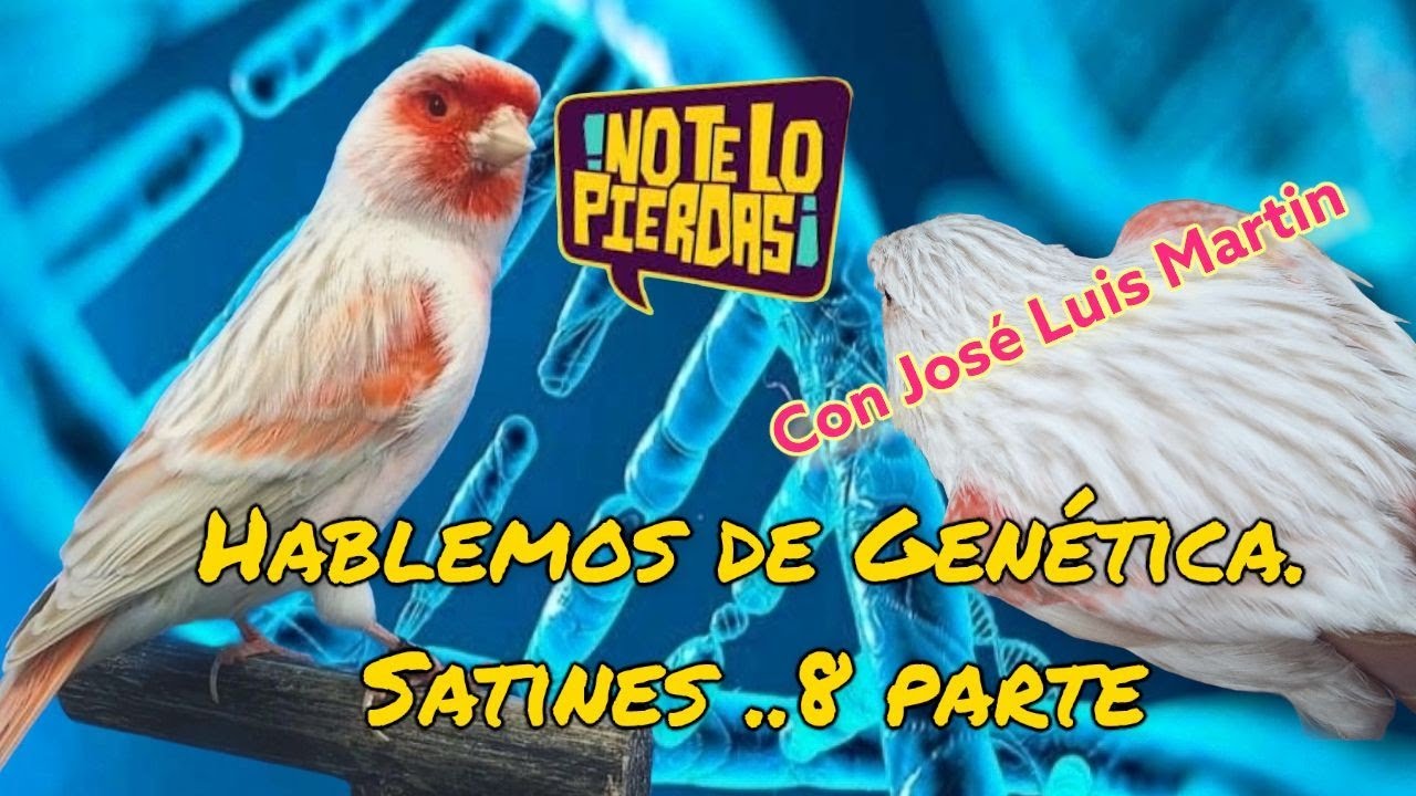 Especial Genética ligados al sexo SATINES.Con José Luis Martín...🐥