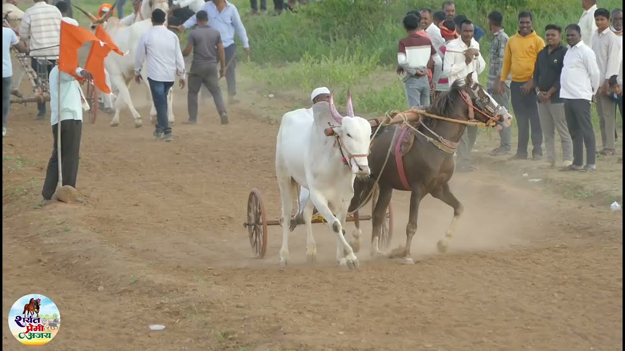 दिवाली स्पेशल घोडा बैल शर्यत ओपन डिपोझीट अड्डा नगरसुल मैदान गुरुवार दि.23/10/2025