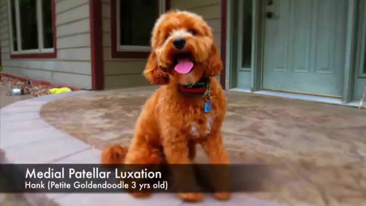 What does Medial Patellar Luxation Look Like in a dog? (11 video series)