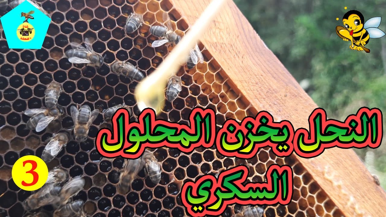 المرحلة 3 // نتيجة تخزين النحل للمحلول السكري ؟