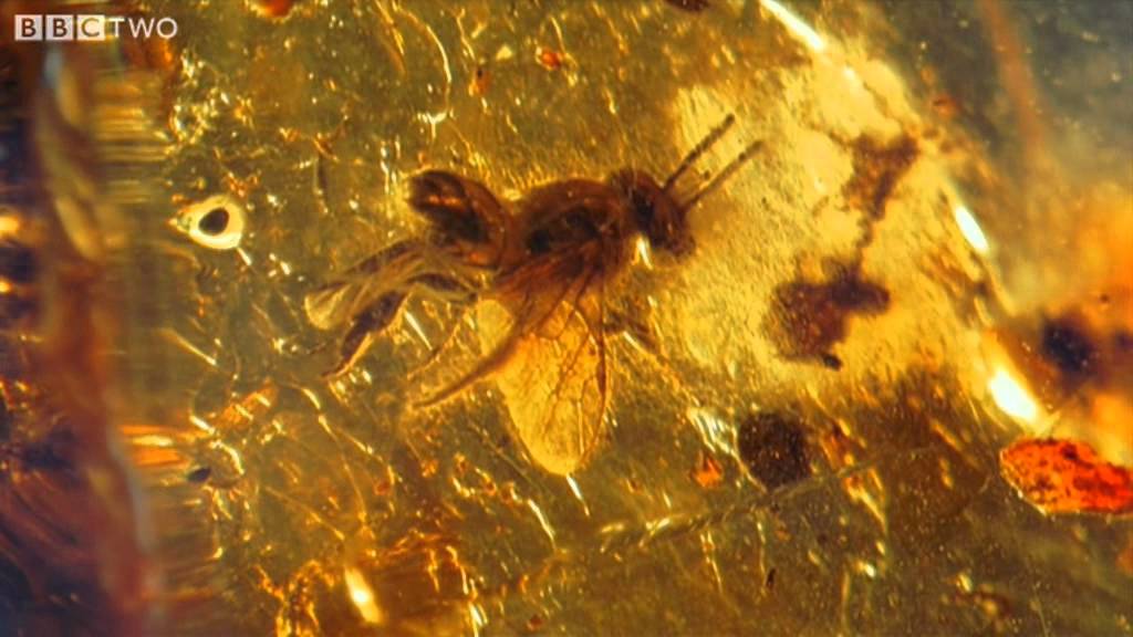 Ancient Bee Trapped in Amber - How to Grow a Planet - Episode 2 - BBC