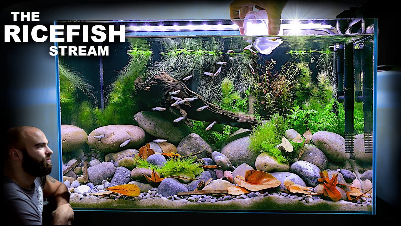 The Ricefish Stream: Galaxy Medaka Natural Style Aquascape Tutorial