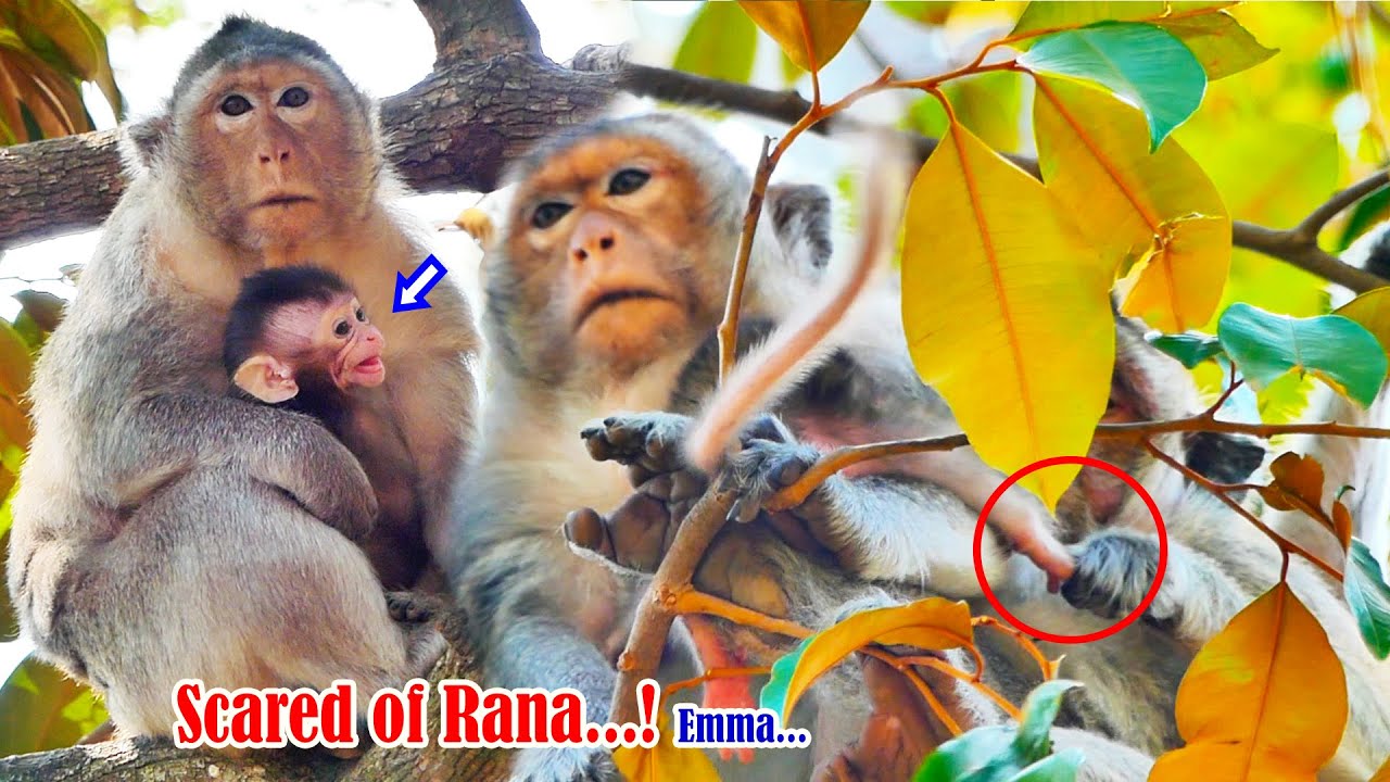 Fearfully tiny baby girl Emma talks to tell Mom about monkey Rana trying to drag her from Mom Emila
