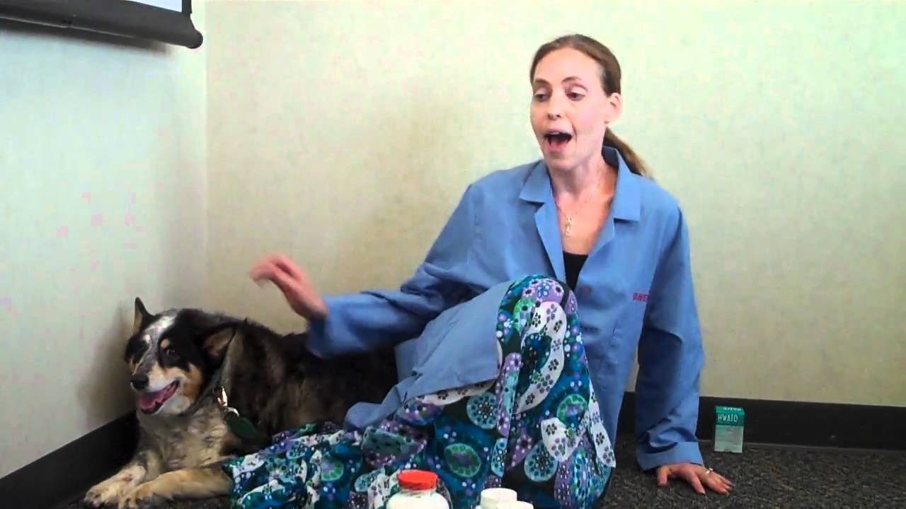 How to Detect and Manage Arthritis in Your Pet