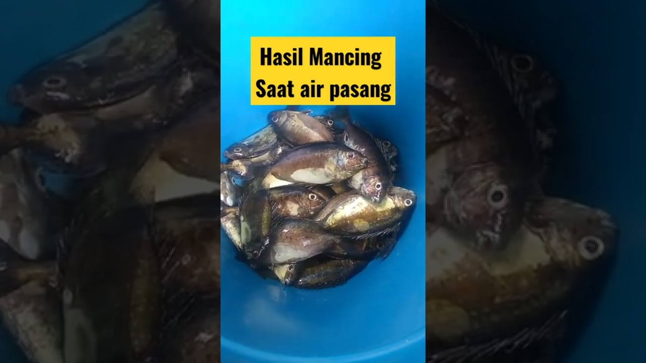 Mancing Baronang Saat Air Pasang || spot mancing ancol dermaga 22