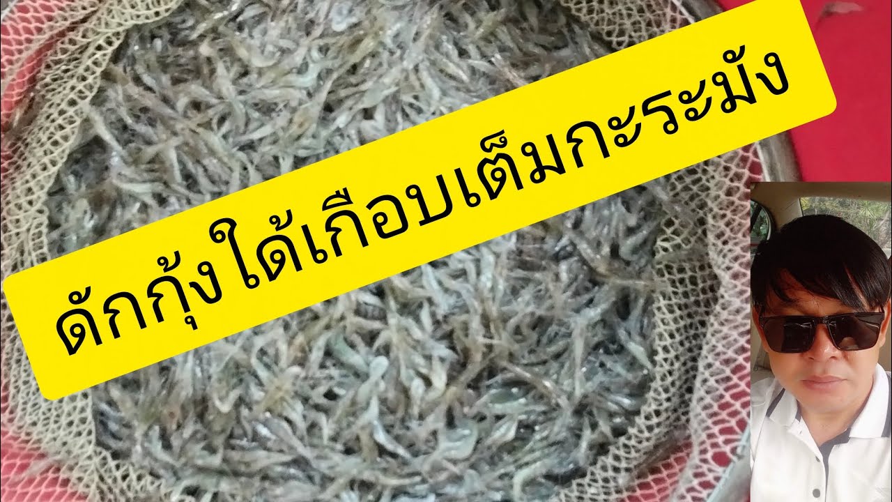 ดักกุ้งนางใด้เยอะมากคับ