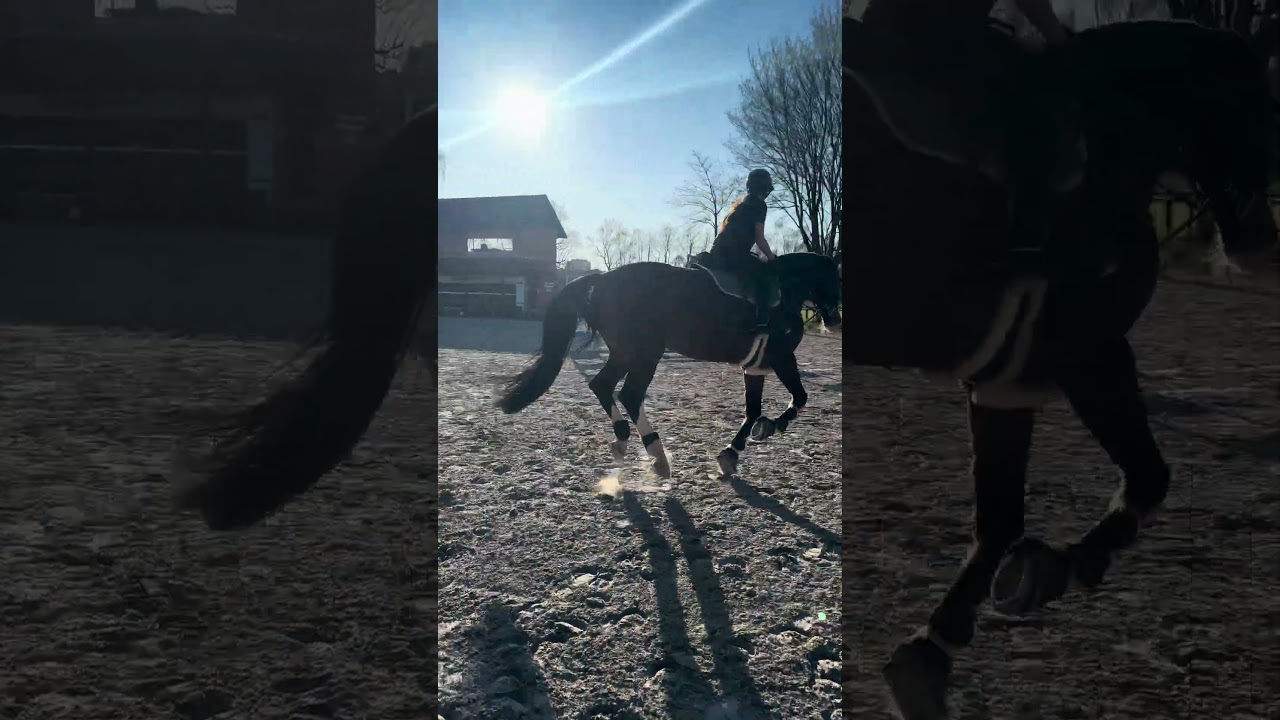 Springtraining 🐴🫶🏼‼️ #reiter #pferde#fyp#pferdem&auml;dchen