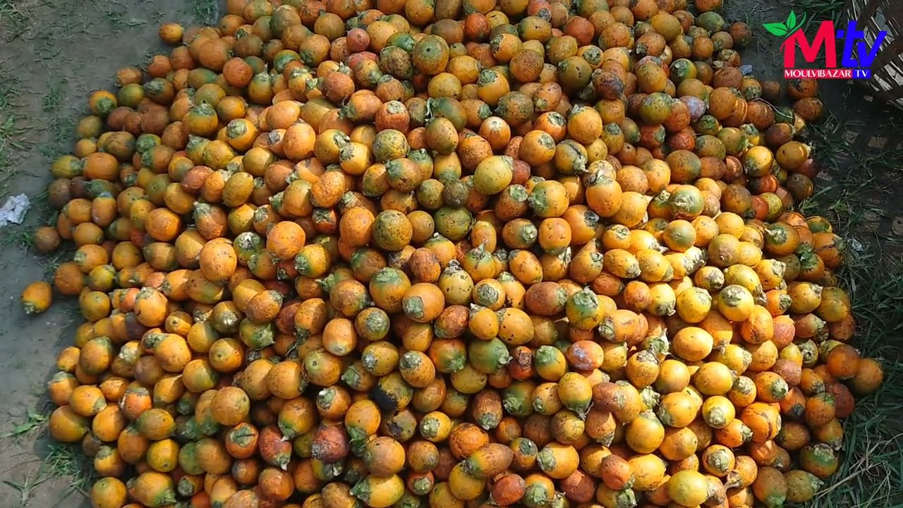 মৌলভীবাজারের বিখ্যাত সুপারি হাট...