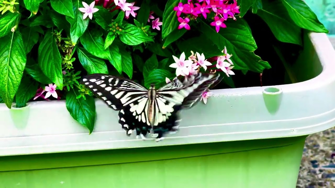 Joy Is My Rebellion 🌸 | Bossa Nova 2-Track | Summer Butterfly & Nature Relaxation