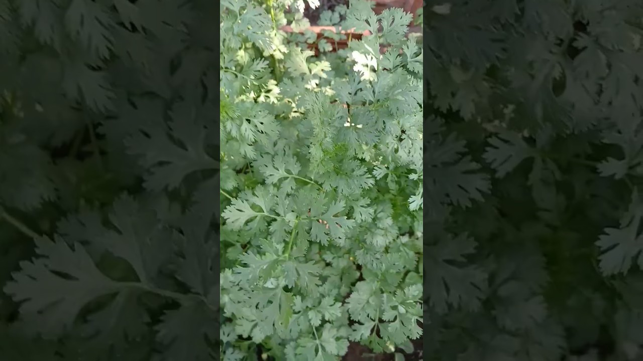 8 benef&iacute;cios surpreendente do coentro para nossa sa&uacute;de #beneficios #coentro #saude