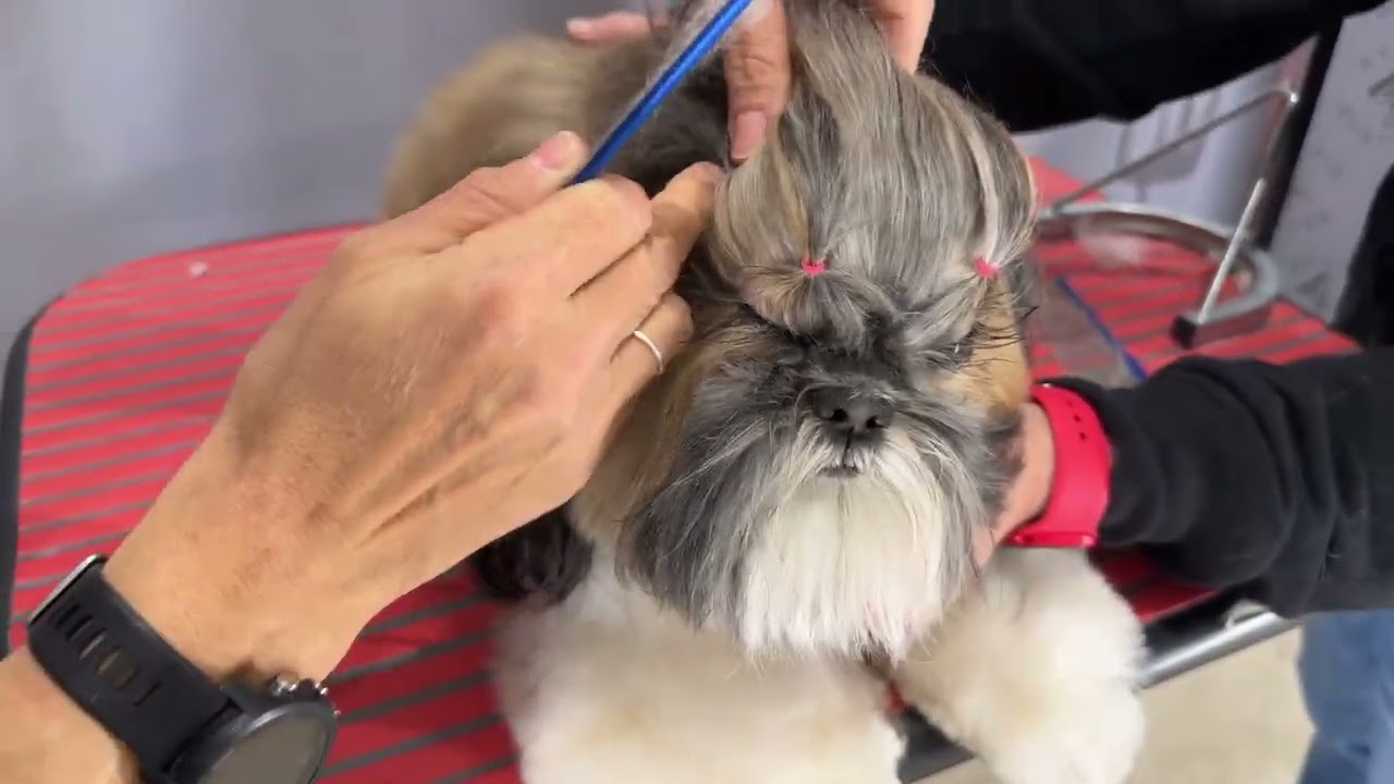 COME APPLICARE GLI ELASTICI SULLA TESTA DEL PELO LISCIO, SHIHTZU
