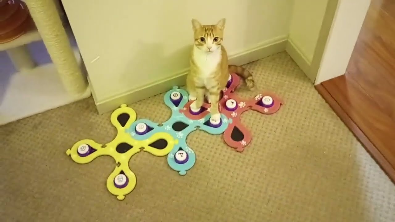 Meco (cat) argues with his Dad for 